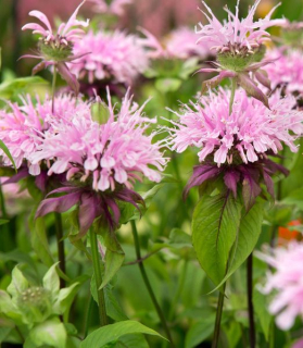 Monarda 'Beauty of Cobham'